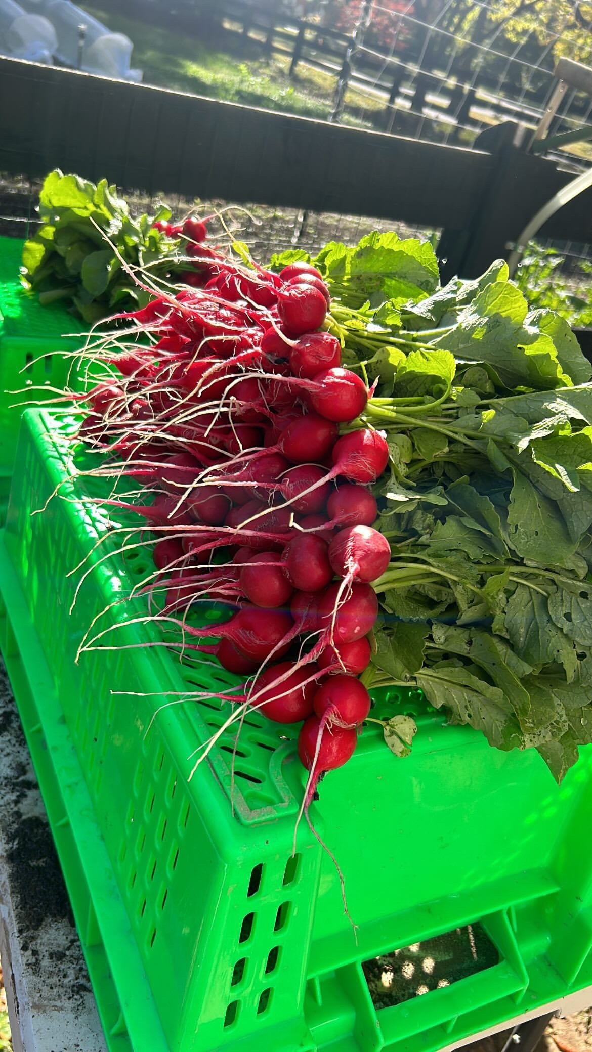 Red Radish