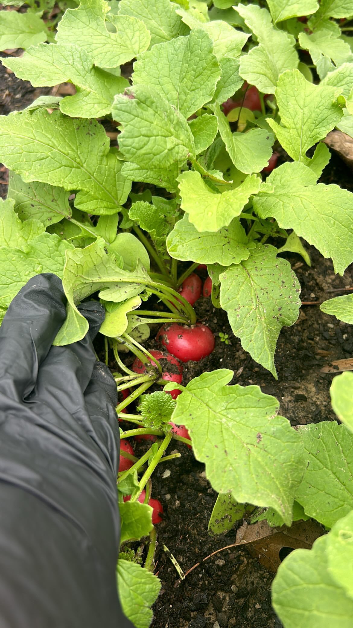 Red Radish