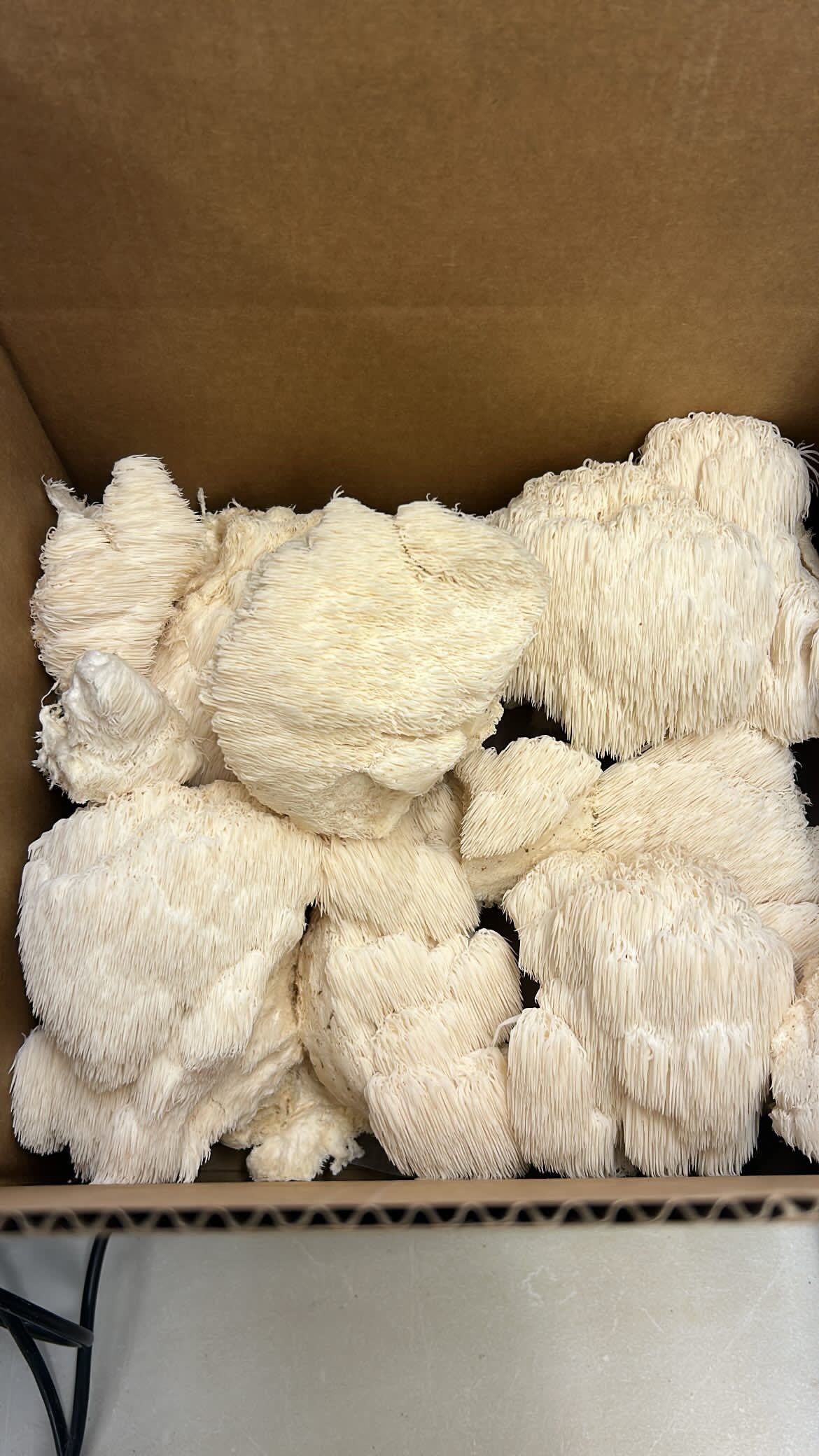 Chefs Shroom Box
