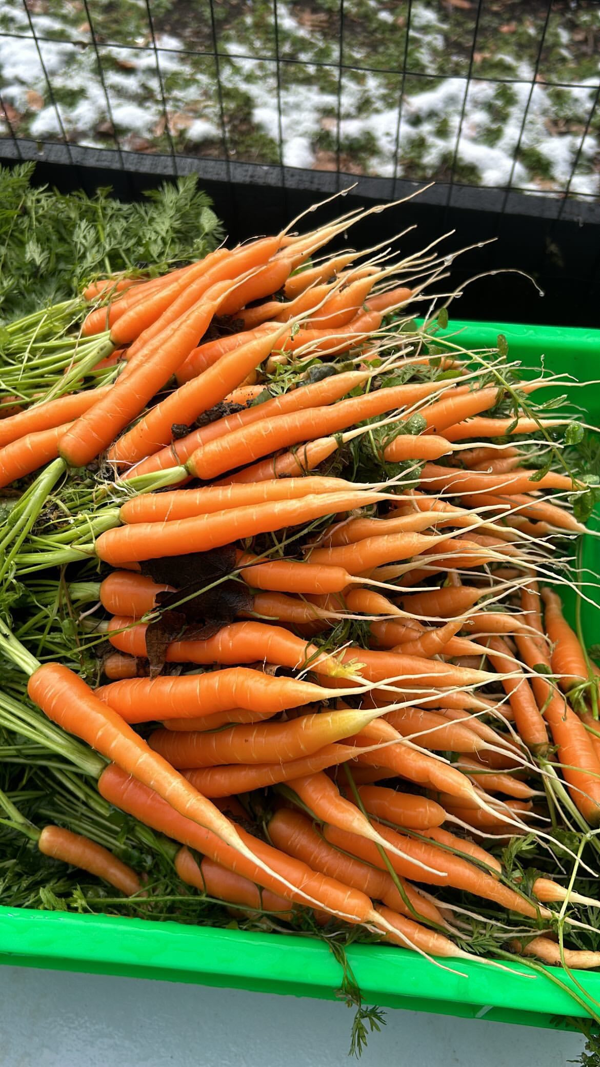 Organic Carrots