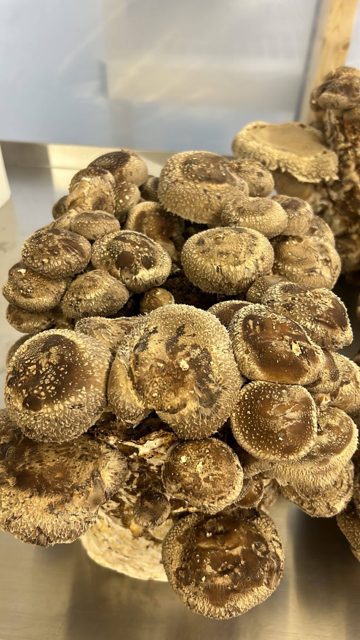 Chefs Shroom Box