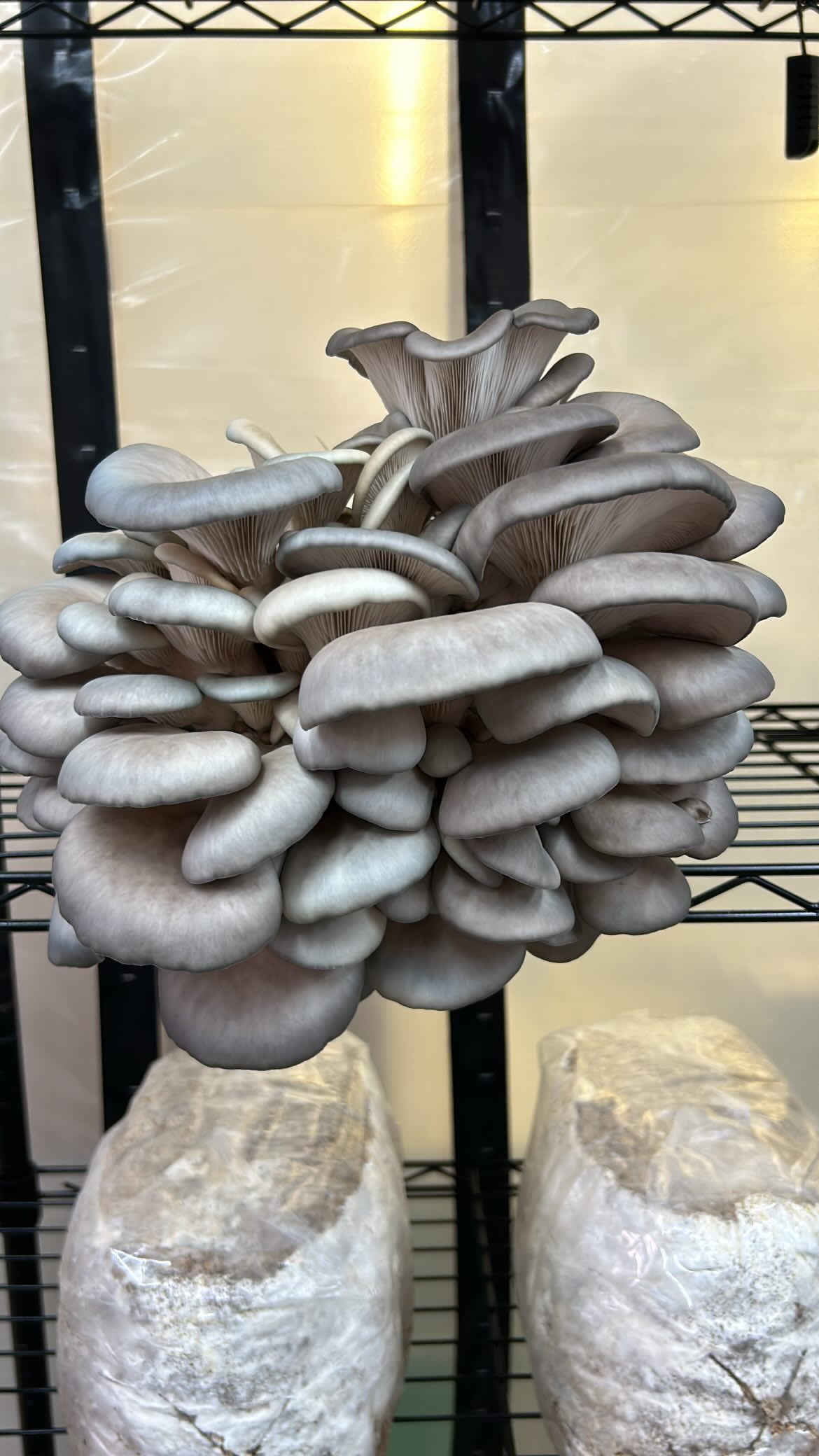 Chefs Shroom Box