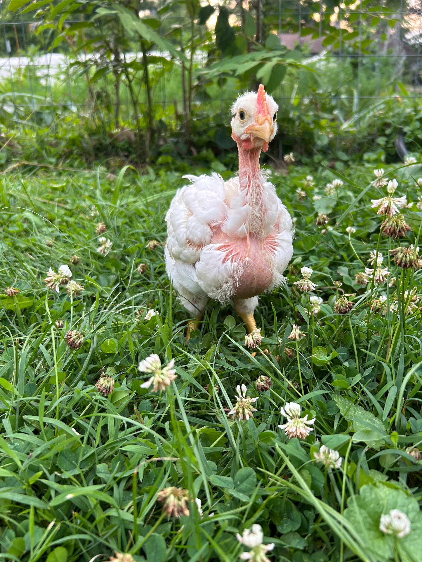 Chicken Deposit