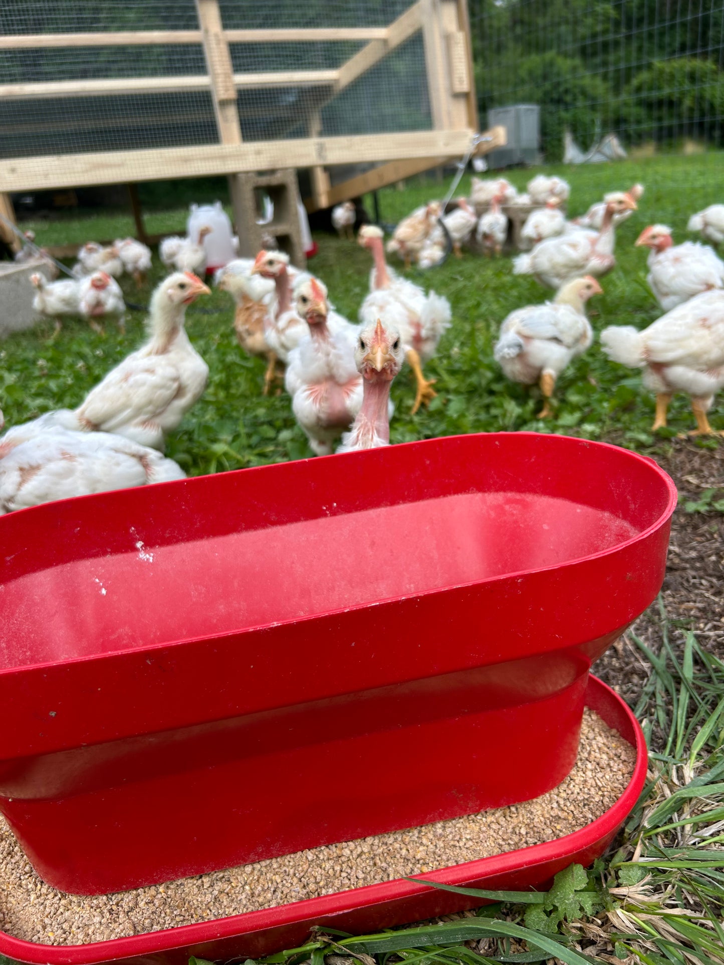Chicken Deposit
