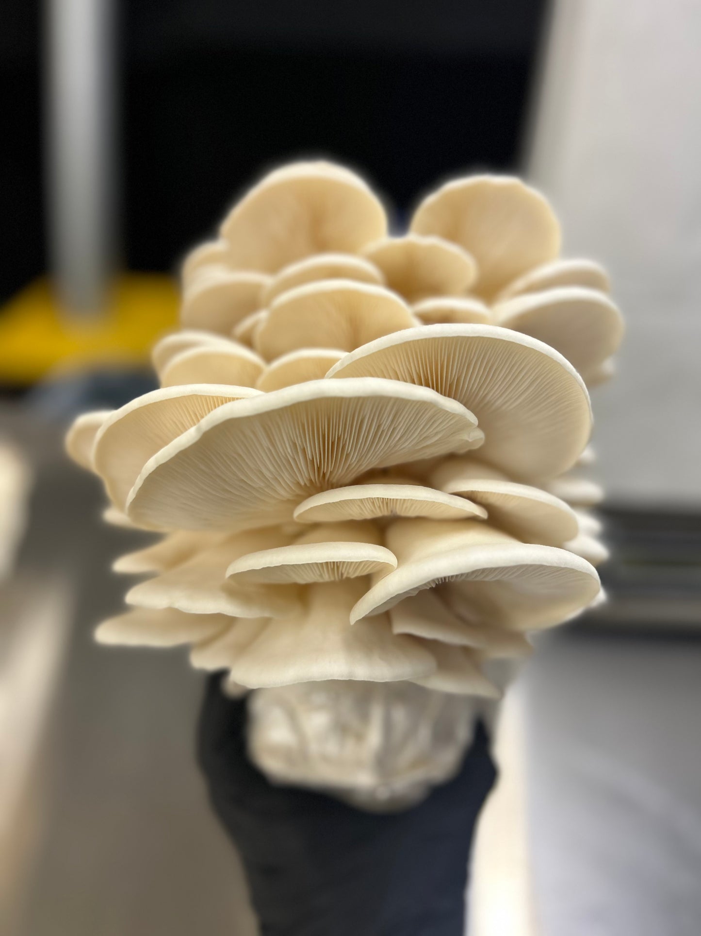 Mushroom Grow Kit