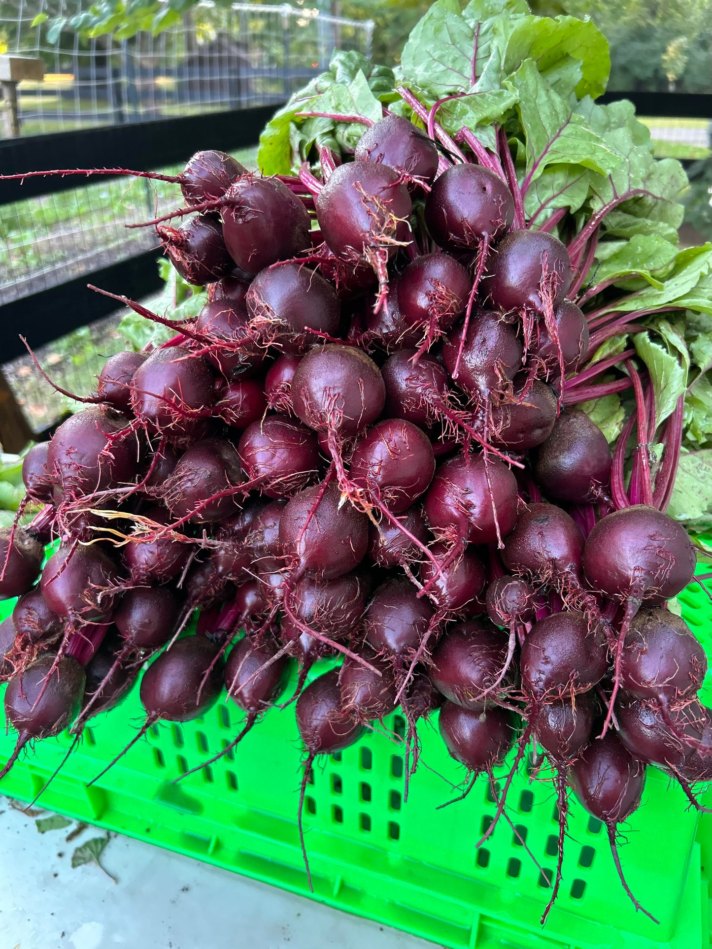 Summer CSA